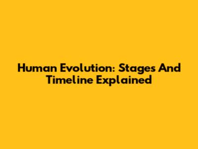 Human Evolution: Stages And Timeline Explained