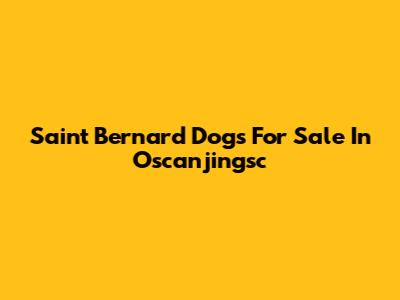 Saint Bernard Dogs For Sale In Oscanjingsc