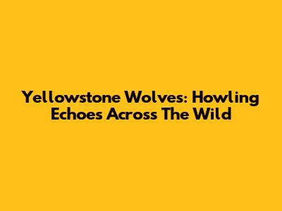 Yellowstone Wolves: Howling Echoes Across The Wild